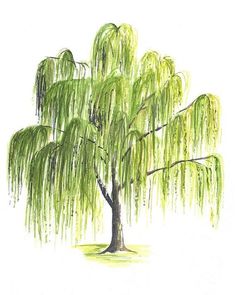 a drawing of a willow tree with green leaves on it's branches, in front of a white background