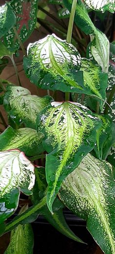 a green plant with white spots on it's leaves and some red flowers in the background