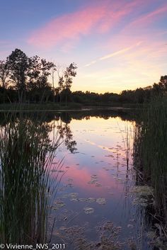 the sun is setting over a lake with water lilies and reeds in it