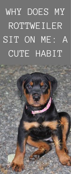 a black and brown dog sitting on top of a gravel covered ground next to a sign that says why does my rotweiler sit on me? a cute habitt