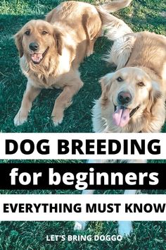 two dogs laying on the grass with text reading dog breeding for beginners everything must know