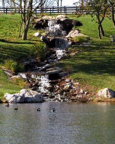 ducks are swimming in the water near some rocks