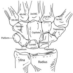 the anatomy of the hand and wrist, with labels on each arm showing different parts