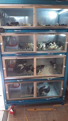 several cages filled with various animals inside of a blue cabinet next to a yellow wall