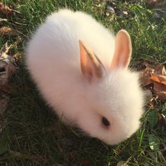 a small white rabbit sitting in the grass