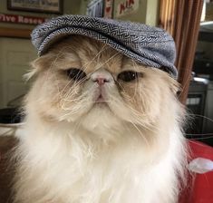 a cat with a hat on top of it's head