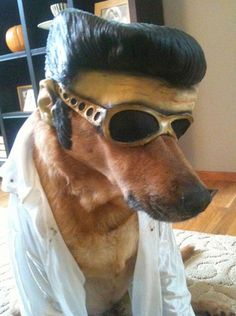 a dog dressed up like a man wearing sunglasses and a costume on his head is sitting on the floor