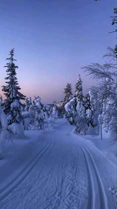 snow covered trees and tracks in the middle of a snowy road at sunset or dawn