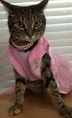 a cat wearing a pink dress and pearls