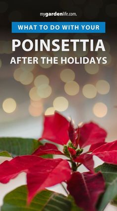 a poinsettia plant with the words, what to do with your poinsettia after the holidays