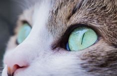 a close up view of a cat's green eyes