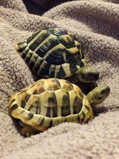 two small turtles sitting on top of a blanket