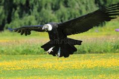 a large black bird flying over a lush green field with yellow flowers and trees in the background