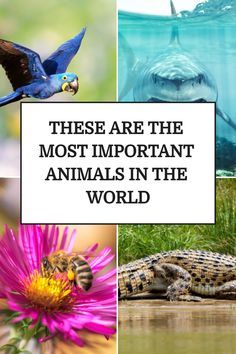 there are the most important animals in the world