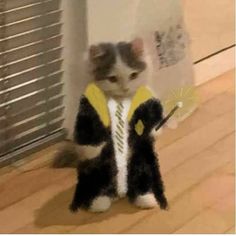 a cat that is standing up with a toy