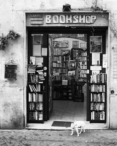 a dog is walking in front of a book shop with bookshelves on the wall