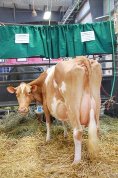 a brown and white cow standing on top of hay in a barn next to a green tarp