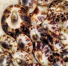 several brown and white seashells laying on the sand