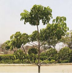 a tree with lots of green leaves in the middle of a park area, and buildings in the background