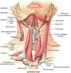 Muscle Identification Anatomy Of The Neck, Punkty Spustowe, Neck Muscles, Bolesti Chrbta, Human Bones