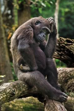 a monkey sitting on top of a tree branch in the forest with its hands up to his face