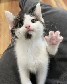 a black and white kitten sitting on top of a person's leg with its paw up