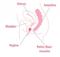 If you are facing incontinence, have you ever thought about your pelvic health and toning exercises? Do you know that these exercises can strengthen your bladder and pelvic muscles, with a kegel ball? Check for more info on our website and connect for free consultation & advice. #women #incontinence #health #healthy #fit #pelvic #pelvis #urology #yoga #kegel #intimacy #fitness #healthcare Yoga Kegel, Pelvic Muscles, Toning Exercises, Pelvic Health, Therapy Exercises, Health Words, Kegel Balls, Organisation Ideas