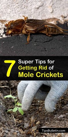 a bug crawling on the ground with text overlay that reads, 7 super tips for getting rid of molle crickets