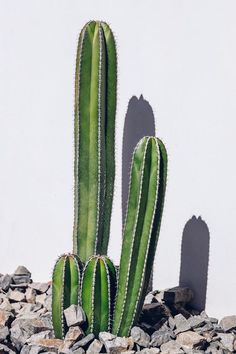 two green cactus plants in front of a white wall with rocks on the ground next to it