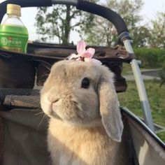 a small rabbit sitting in the back of a stroller with a pink flower on it's head