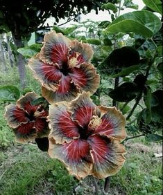 three flowers that are sitting in the grass