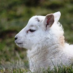 a close up of a sheep laying in the grass with its head turned to the side