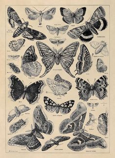 an old book with many different types of butterflies