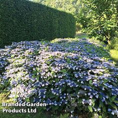 blue and white flowers in the middle of a garden