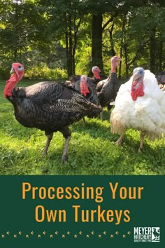 a group of turkeys standing in the grass with trees in the background and text processing your own turkeys