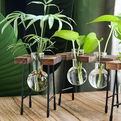 three glass vases with plants in them sitting on a table next to each other