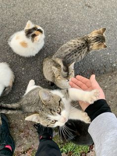 several kittens are playing with someone's hand on the ground in front of them