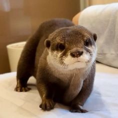 an otter standing on top of a bed next to a person's arm and leg