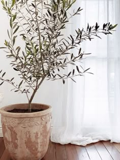 an olive tree in a pot on a wooden floor next to a window with white curtains