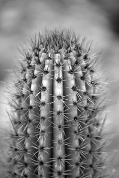 a black and white photo of a cactus