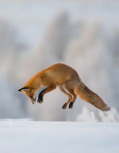 a red fox jumping in the air with it's front paws on its hind legs