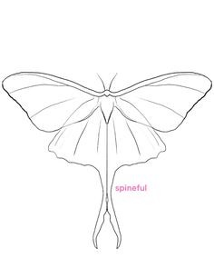 a drawing of a butterfly with wings spread out and the words spinetu above it