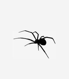 a black spider silhouetted against a white background