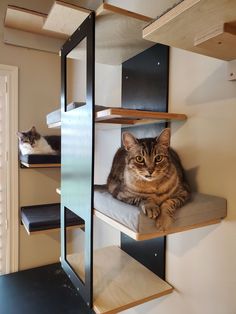 two cats sitting on top of shelves in a room