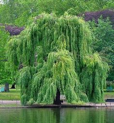 a large tree sitting on top of a lake next to a lush green park filled with trees