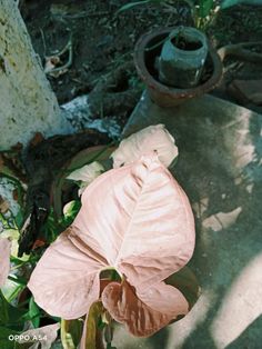 a pink flower sitting on top of a cement slab next to a potted plant