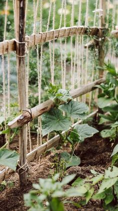 a wooden fence with plants growing on it