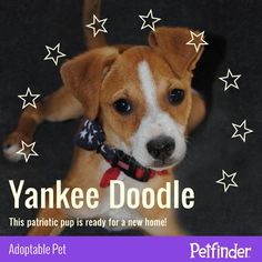 a brown and white dog with stars on it's collar is looking at the camera