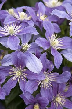 many purple flowers with green leaves in the middle and one large flower on the other side