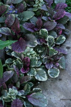 purple and green plants are growing in the garden